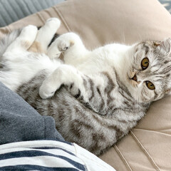猫/猫のいる暮らし/猫との生活/スコティッシュ アタシの特等席のソファーに先約が。半分座…(1枚目)