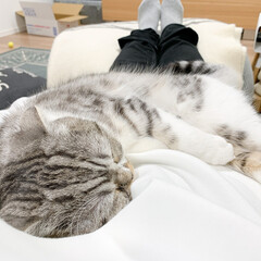 猫/猫との暮らし/猫のいる生活/スコティッシュ お腹の上で寝る愛猫ぐうをパシャり。頭が丸…(1枚目)