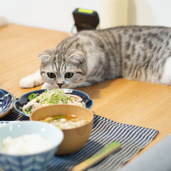 猫/猫との暮らし/猫のいる生活/スコティッシュ 夕食をスンスンする愛猫ぐう。グイグイ来て…(1枚目)
