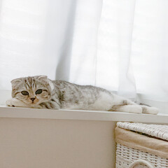 猫と暮らす/猫のいる生活/猫/スコティッシュフォールド わが家の愛猫ぐう。最近、夜寝るときは寝室…(1枚目)