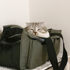 猫/猫のいる生活/猫との暮らし/スコティッシュ 寝室の窓際にキャリーバッグを置いてたんで…(1枚目)