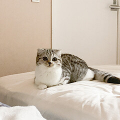 猫/猫のいる生活/猫との暮らし/スコティッシュ 夜寝るまえのひと時。人間が寝室に移動する…(1枚目)