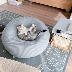 猫/猫のいる暮らし/猫との生活/スコティッシュ/リビング お天気の良い週末。ぐうは大きなソファーを…(1枚目)