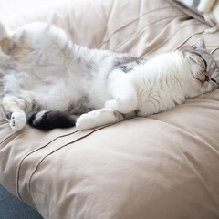 猫/猫との暮らし/猫のいる生活/スコティッシュ ソファーの上でリラックスしてる愛猫ぐう。…(1枚目)