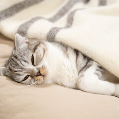 猫/猫のいる生活/猫と暮らす/スコティッシュ ぐうがソファーの上でまったり寝てたのでブ…(1枚目)