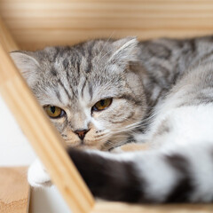 猫/猫との暮らし/スコティッシュ/猫のいる生活 キャットハウスで寝てる時に撮った一枚。
…(1枚目)