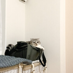 猫/猫との暮らし/猫のいる生活 夜寝る時はキャリーバッグがお気に入りの愛…(1枚目)