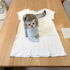 猫/猫との暮らし/猫のいる生活/スコティッシュ そろそろ避妊手術が近いので、Tシャツをリ…(1枚目)