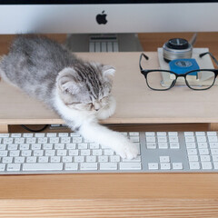 うちの子自慢/猫/子猫/スコティッシュ/猫との暮らし 毎日毎日、アタシがパソコンに向かうと必ず…(1枚目)