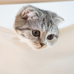 猫/猫と暮らす/猫のいる暮らし/スコティッシュ ニャンモックから下を見下ろす愛猫ぐう。今…(1枚目)