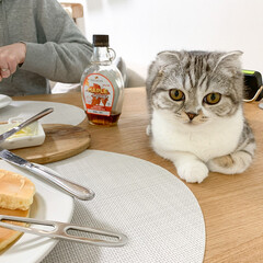 猫/スコティッシュ/猫との暮らし/猫のいる生活 パンケーキで休日ブランチ中。もれなくぐう…(1枚目)