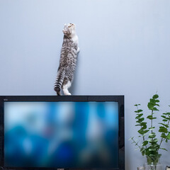 猫/猫との暮らし/猫との生活/猫と暮らす/スコティッシュ テレビの上に乗ってさらなる高みを目指そう…(1枚目)