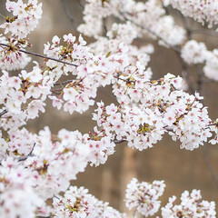 春の一枚/桜/満開/お花見 またしても桜の写真です。
東京は満開の時…(1枚目)