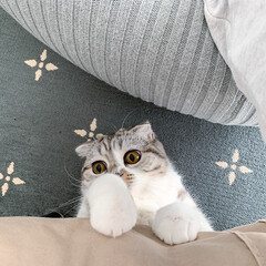 猫/猫のいる生活/猫との暮らし/スコティッシュ ソファーに座ってたら、下から出てきた愛猫…(1枚目)