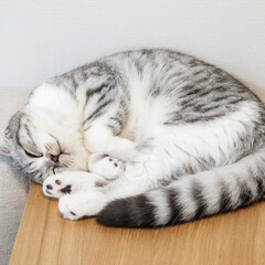 猫/猫との生活/猫と暮らす/スコティッシュ 猫の熟睡ポイントとして定位置になりつつあ…(1枚目)