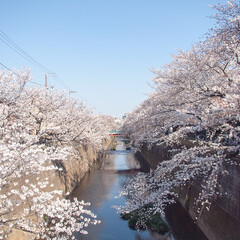 春の一枚/桜並木/花見/桜 わが家の近所のお花見スポット。人が少なく…(1枚目)