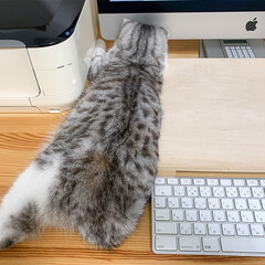 猫/スコティッシュ/猫との暮らし/猫のいる生活 飼い主がパソコンで作業中、デスクの上でま…(1枚目)