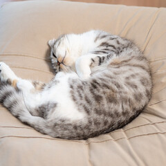 猫/猫との暮らし/猫のいる生活/スコティッシュ ソファーの上で気持ち良さそうに眠ってます…(1枚目)