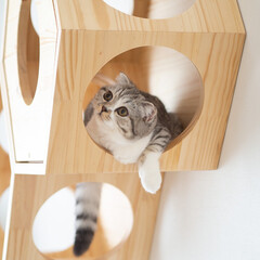 猫/スコティッシュ/猫のいる生活/猫との暮らし 壁に取り付けたキャットハウスで遊ぶ愛猫ぐ…(1枚目)