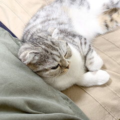 猫/猫のいる生活/スコティッシュ/猫と暮らす ソファーに座ってたら寄り添って来た愛猫ぐ…(1枚目)