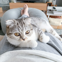 猫/猫のいる生活/猫との暮らし/スコティッシュ 膝の上でくつろぐ愛猫ぐう。もっと小さい頃…(1枚目)