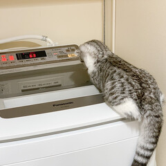 猫/猫との暮らし/猫との生活/猫のいる暮らし/スコティッシュフォールド 愛猫ぐうが、生後4ヶ月半でとうとう洗濯機…(1枚目)