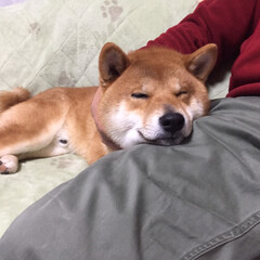 犬/おやすみショット 父ちゃんの膝枕で寝るのが好き(1枚目)