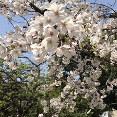 神社仏閣/桜/春のフォト投稿キャンペーン/おでかけ/風景/おでかけワンショット (1枚目)