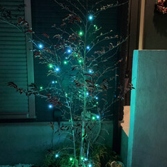 サンタクロース/サプライズ/LED/クリスマス/クリスマスツリー なななんと…帰宅したらサンタクロースがベ…(2枚目)