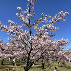子育て 娘と河津桜(^^)
娘ちゃんが公園で桜を…(1枚目)