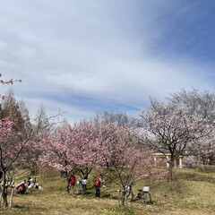 サイクリング/公園遊び/公園/花見/梅/桜/... 今日は19度もあったので近所の公園に娘と…(1枚目)