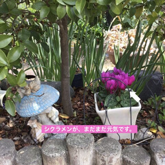 サカタのタネ 景観用 ネモフィラ インシグニスブルー(花)を使ったクチコミ「おはようございます。朝から庭先のパトロー…」(6枚目)
