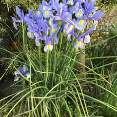 サカタのタネ 景観用 ネモフィラ インシグニスブルー(花)を使ったクチコミ「おはようございます。朝から庭先のパトロー…」(4枚目)