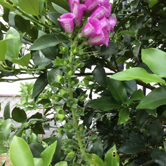 ガーデニング植物/花のある暮らし/雨上がりの朝/フォロー大歓迎/暮らし/雨季ウキフォト投稿キャンペーン 朝、庭のパトロールしたら金柑の木からひょ…(2枚目)