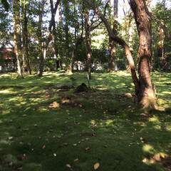 お日様に誘われてドライブ/秋/風景 秋篠寺の庭、苔の絨毯が綺麗です。(1枚目)