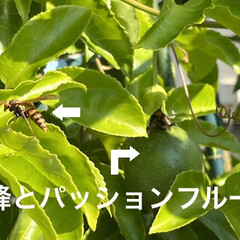 グアバ/紀ノ川柿 こんにちは。もう11月🎌だのに初夏のよう…(3枚目)