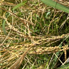 バケツで米作り あれから４ヶ月経って稲穂🌾も枯れそうで台…(3枚目)