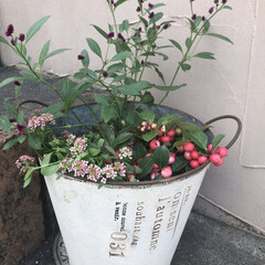 雑貨/ガーデニング/花 昨日、初めて寄せ植えをしてみました。
娘…(1枚目)