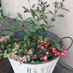 雑貨/ガーデニング/花 昨日、初めて寄せ植えをしてみました。
娘…(2枚目)