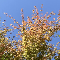「真っ青な空に、少し秋を感じました❣️」(2枚目)