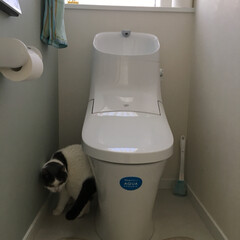 ペット/猫/インテリア うちのトイレは とにかく スッキリ 爽や…(3枚目)