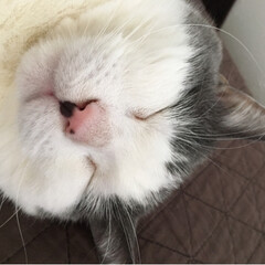 愛猫/にゃんこ同好会/うちの子自慢 久しぶりに投稿しました⭐️
眠るの大好き…(2枚目)