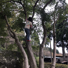 男の子ママ/木登り/自然との触れ合い/子どもと暮らす/おでかけ 登るよねーー！
いい木を見つけたとか言っ…(1枚目)