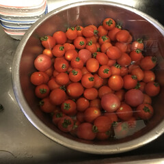 「今年も家庭菜園で、トマトが、たくさん！
」(2枚目)