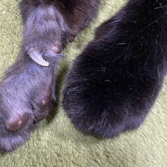 「先月、黒猫べあの右手中指が腫れ、獣医さん…」(1枚目)