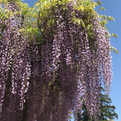 春のフォト投稿キャンペーン/わたしのGW 武蔵寺の藤の花(2枚目)
