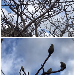 春ですね🌸/木蓮/サクランボの花/小さい春 雨が上がり、暖かい朝です(*^^*)

…(2枚目)