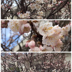 春ですね🌸/木蓮/サクランボの花/小さい春 雨が上がり、暖かい朝です(*^^*)

…(1枚目)
