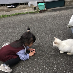 旅行/秋/猫 ニャンコとにらめっこする２歳のお孫ちゃん…(1枚目)