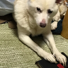 フォロー大歓迎/犬/ペット 我が家の豆柴モコちゃんです。16歳2か月…(2枚目)